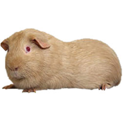 Beige & Tan Guinea Pig
